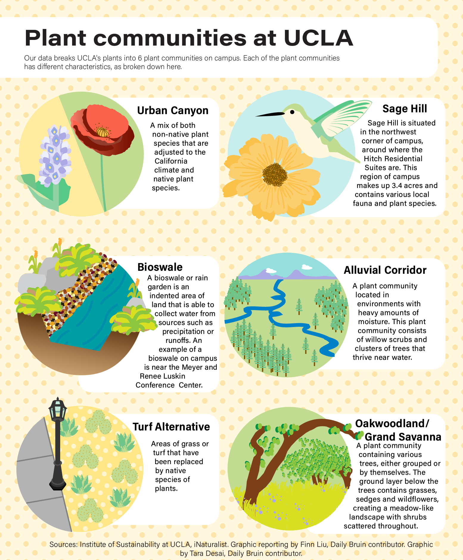 Graphic: Our data breaks UCLA's plants into six plant communities on campus. Each of the plant communities has different characteristics as broken down here.Urban Canyon - A mix of both nonnative plant species that are adjusted to the California climate and native plant species. 
Bioswale/Rain Garden - A bioswale or rain garden is an indented area of land that is able to collect water from sources such as precipitation or runoffs. An example of a bioswale on campus is near the Luskin Center. 
Turf Alternative - Areas of grass or turf that have been replaced by native species of plants. 
Sage Hill - Sage Hill is situated in the Northwest Corner of campus, around where the Hitch Residential Suites are. This region of campus makes up 3.4 acres and contains various local fauna and plant species. 
Alluvial Corridor - A plant community located in environments with heavy amounts of moisture. This plant community consists of willow scrubs and clusters of trees that thrive near water. 
Oakwoodland/Grand Savanna - A plant community containing various trees, either grouped or by themselves. The ground layer below the trees contains grasses, sedges and wildflowers, creating a meadow-like landscape with shrubs scattered throughout.