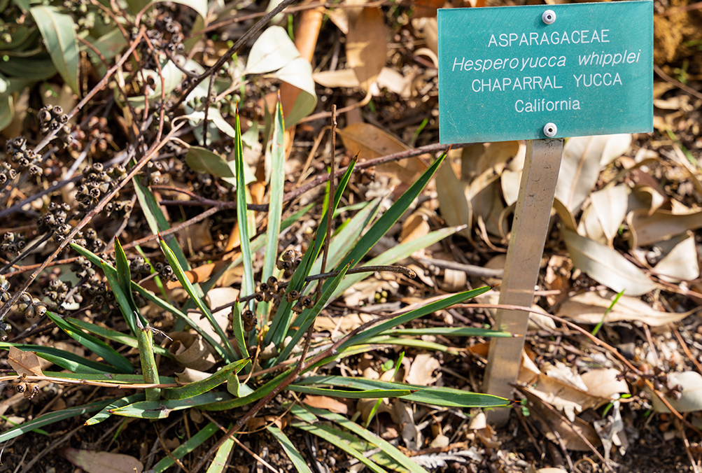 Chapparral Yucca in a UCLA garden