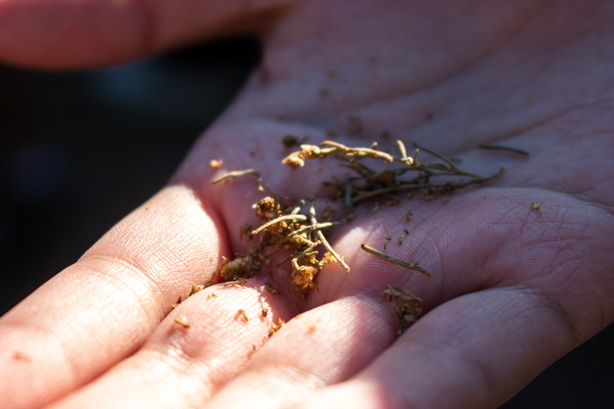 Dropped debris from a native plant